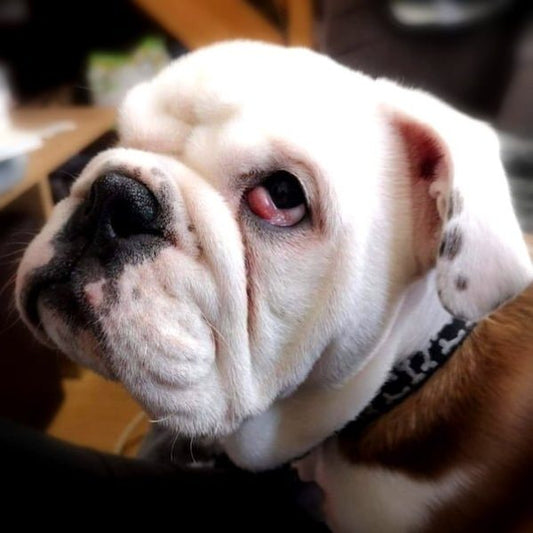 Cherry Eye in Bulldogs