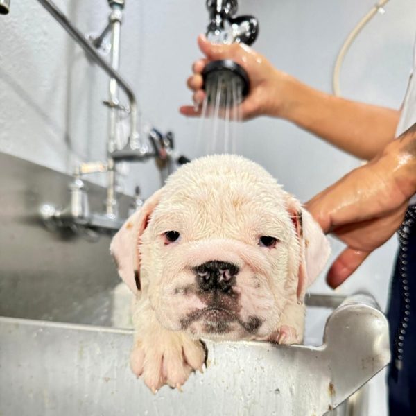 All About English Bulldogs’ Grooming - WB English Bulldogs