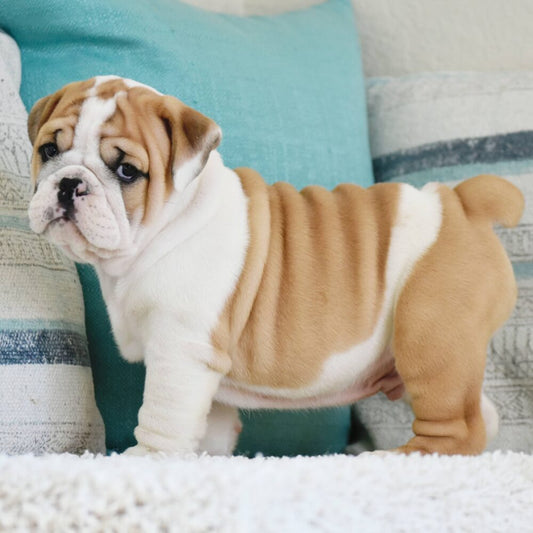 Best food for English Bulldog Puppy - WB English Bulldogs