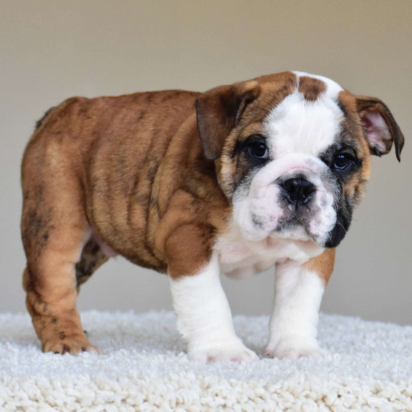 BENTLEY (Boy)