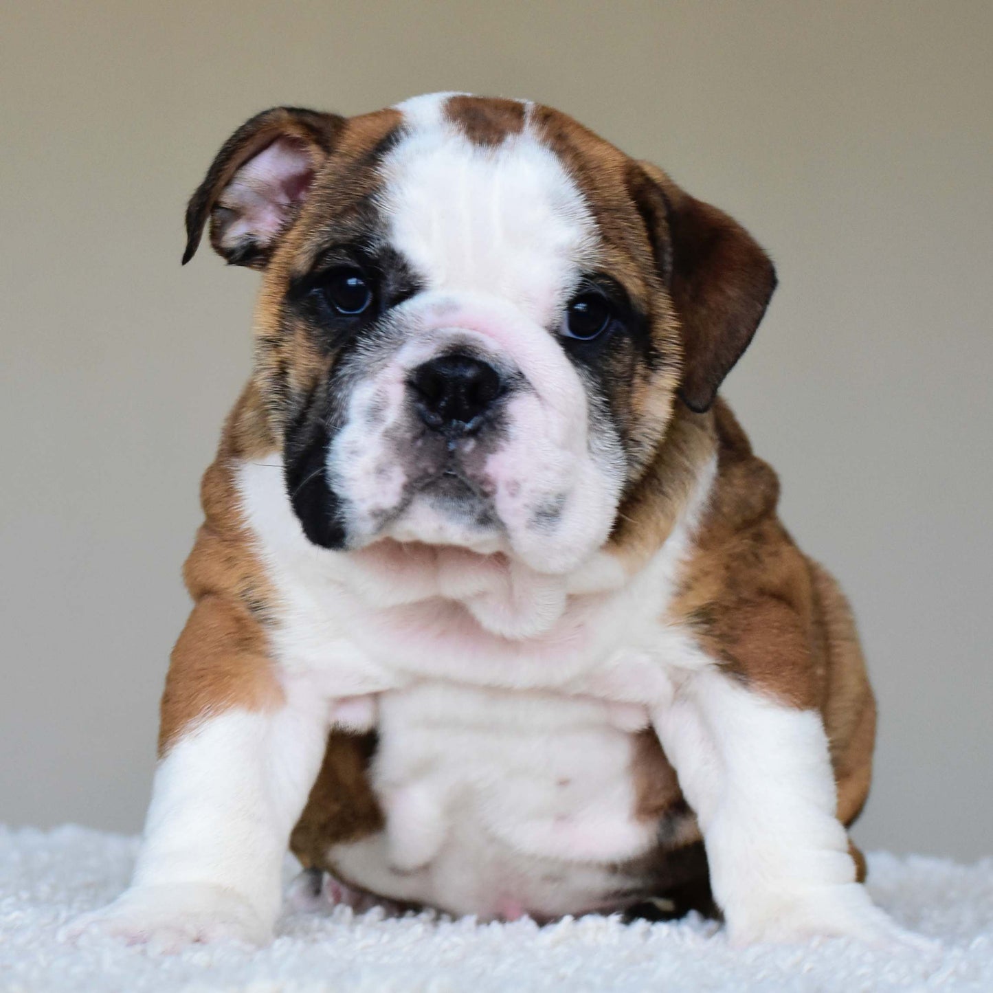 BENTLEY (Boy)