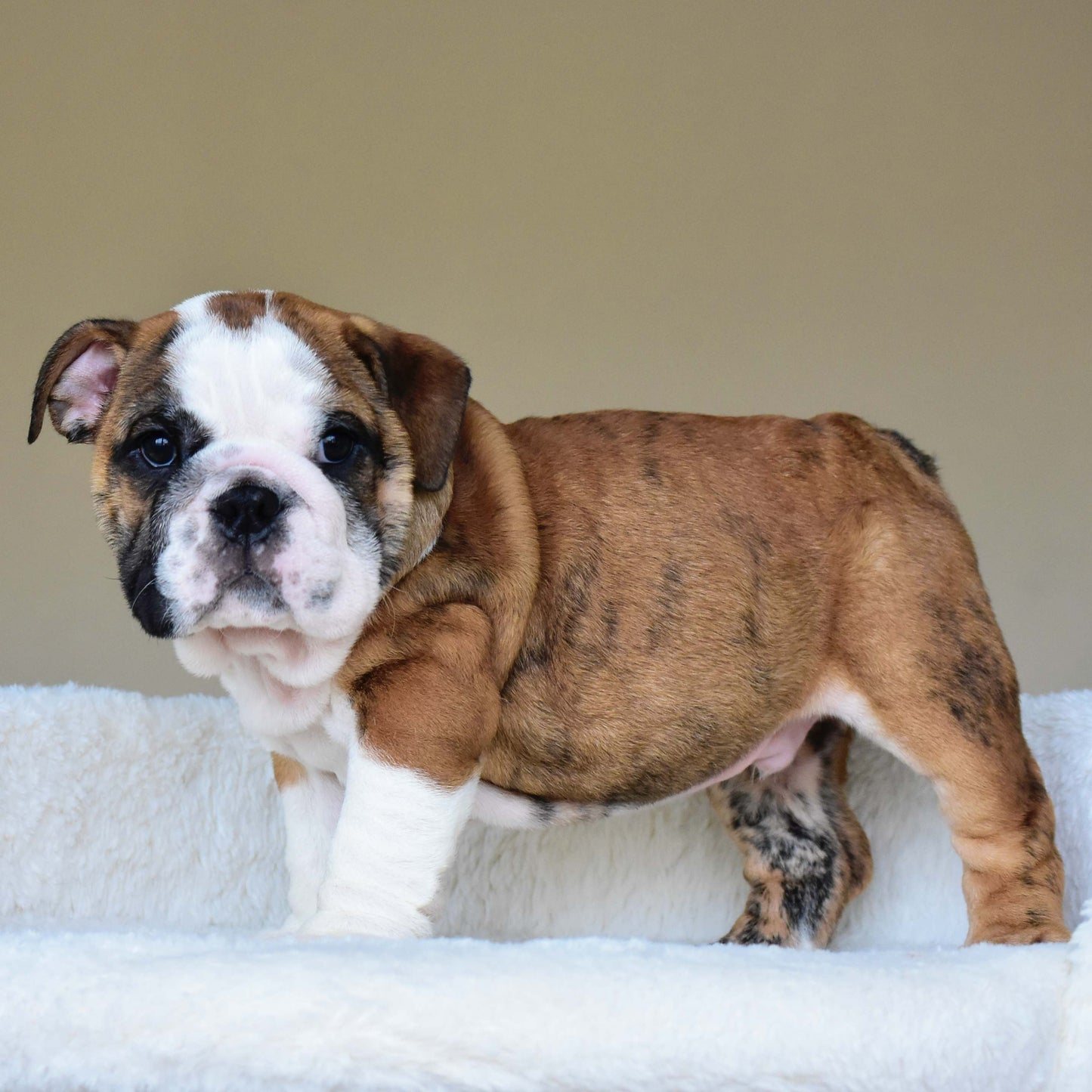 BENTLEY (Boy)