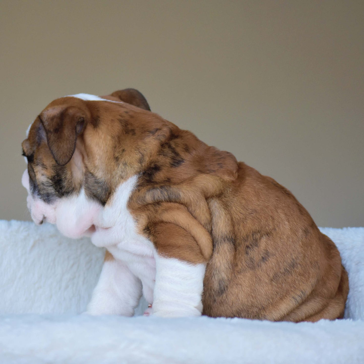 BENTLEY (Boy)