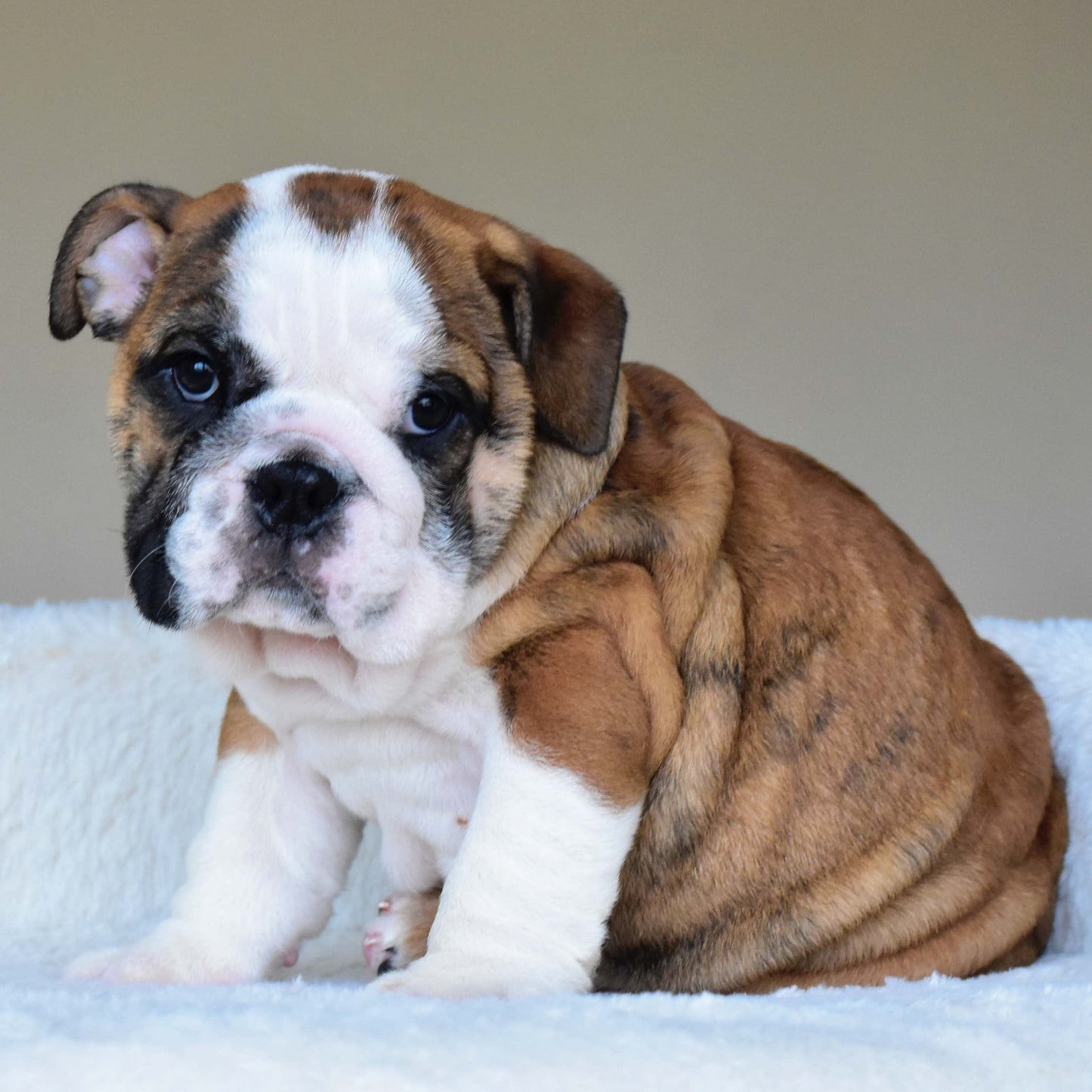BENTLEY (Boy)
