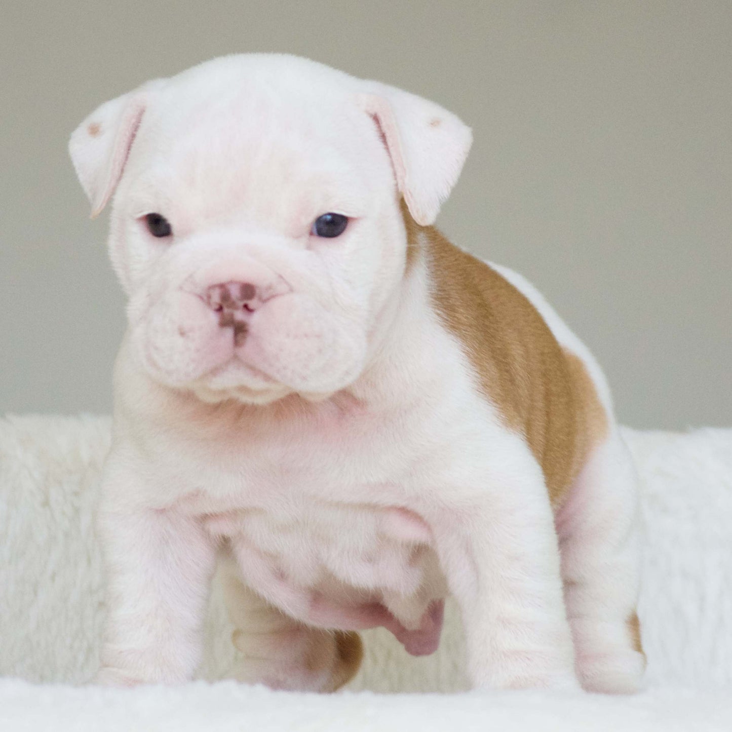 DUKE (Boy)