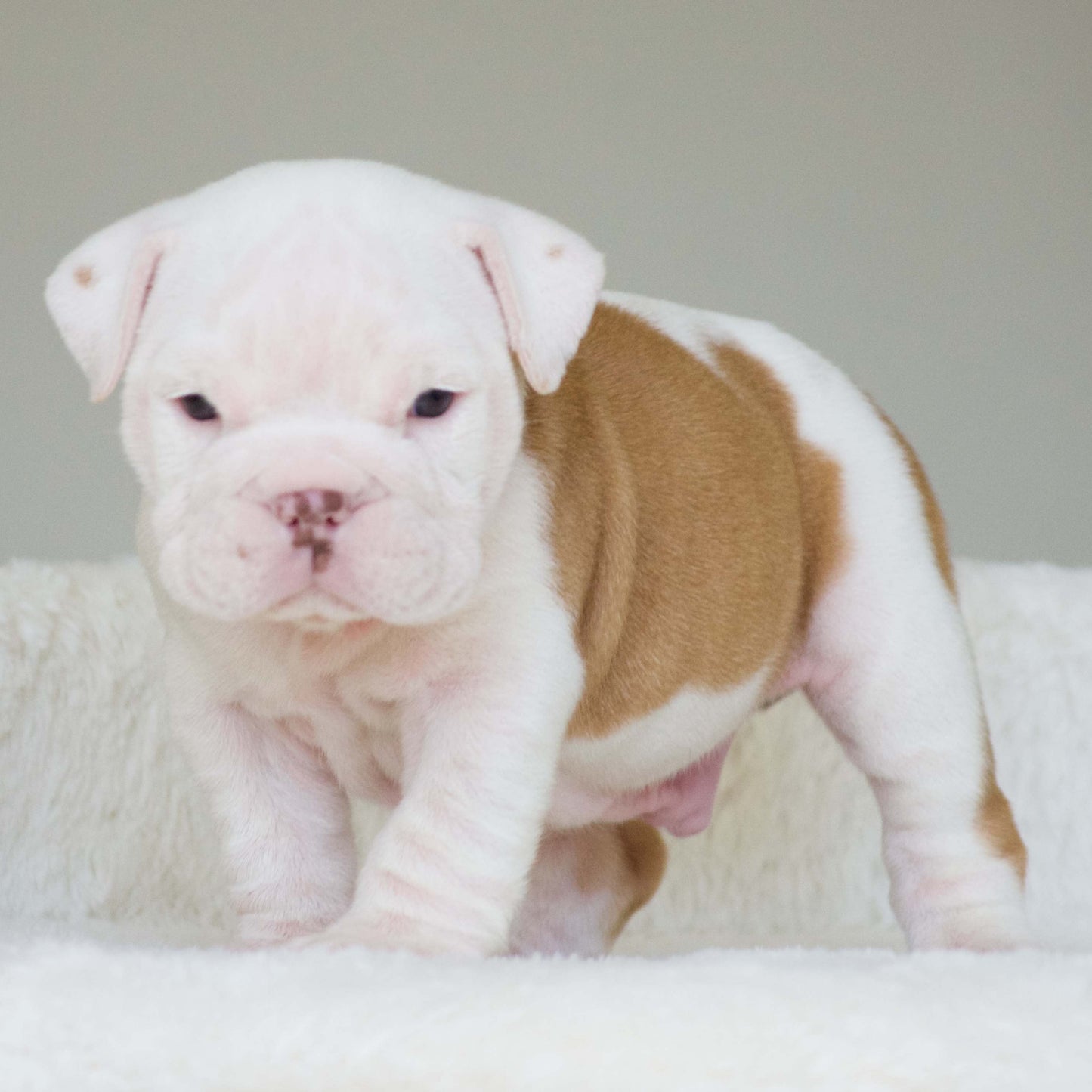 DUKE (Boy)