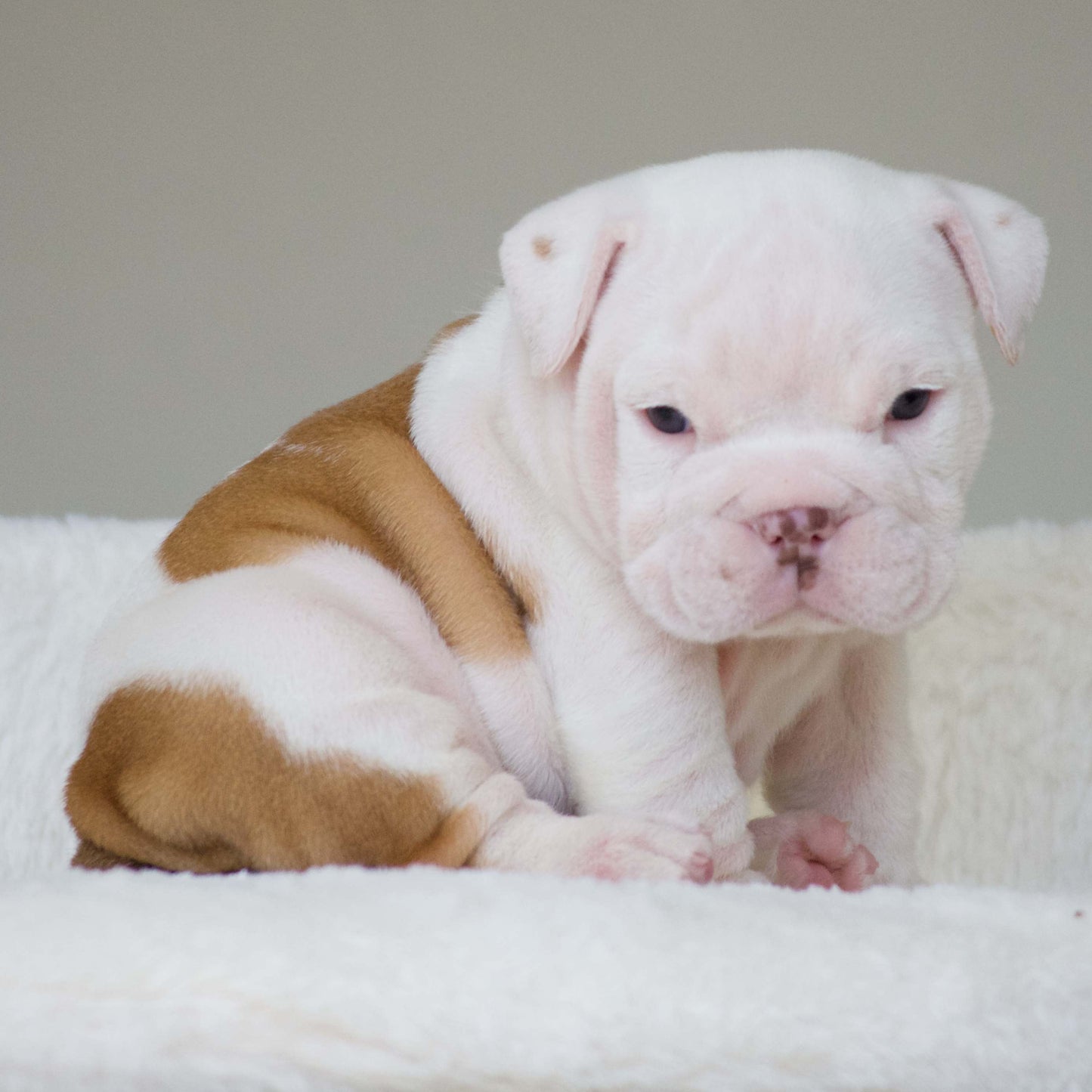 DUKE (Boy)