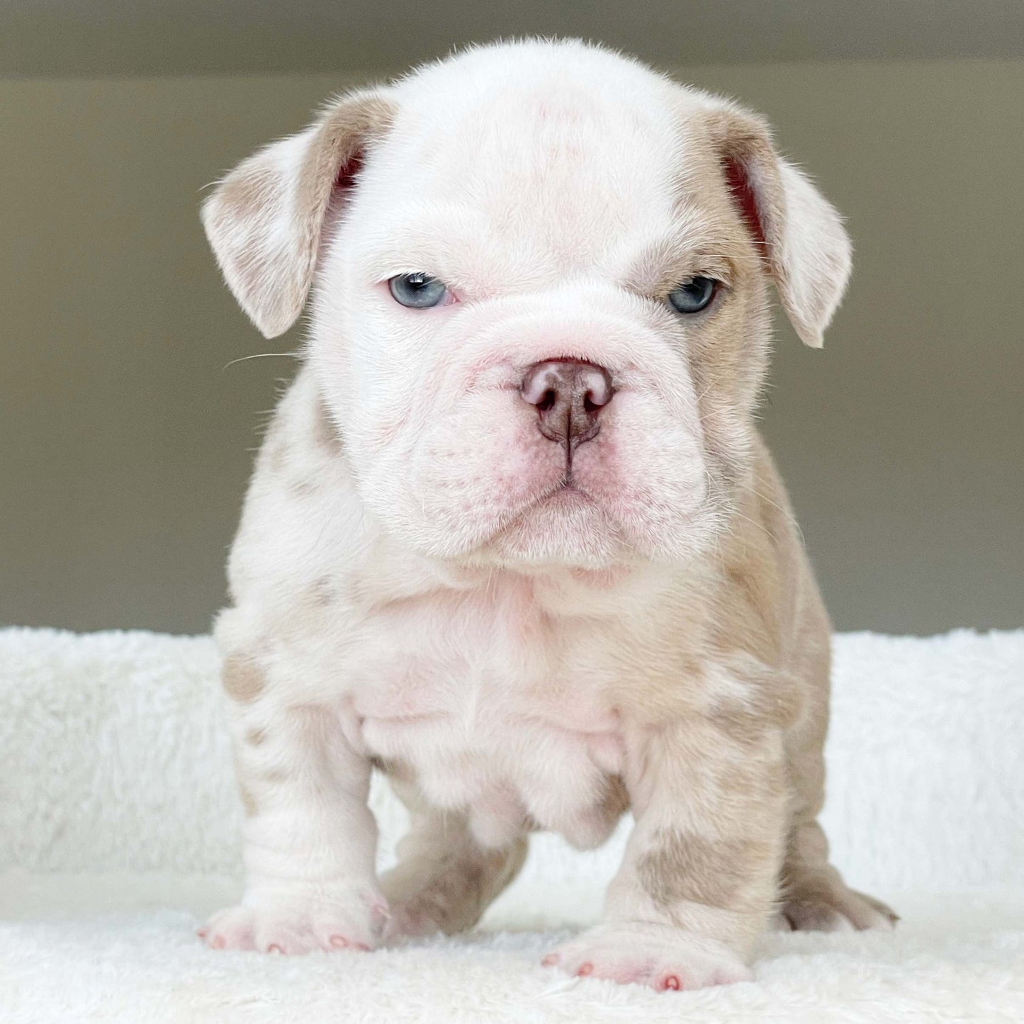CRUZ (Boy)