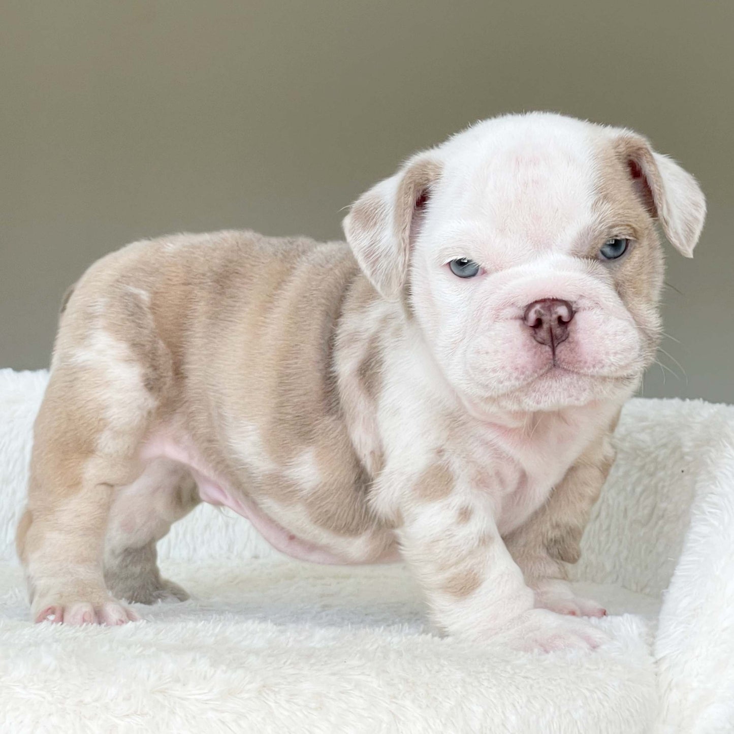 CRUZ (Boy)
