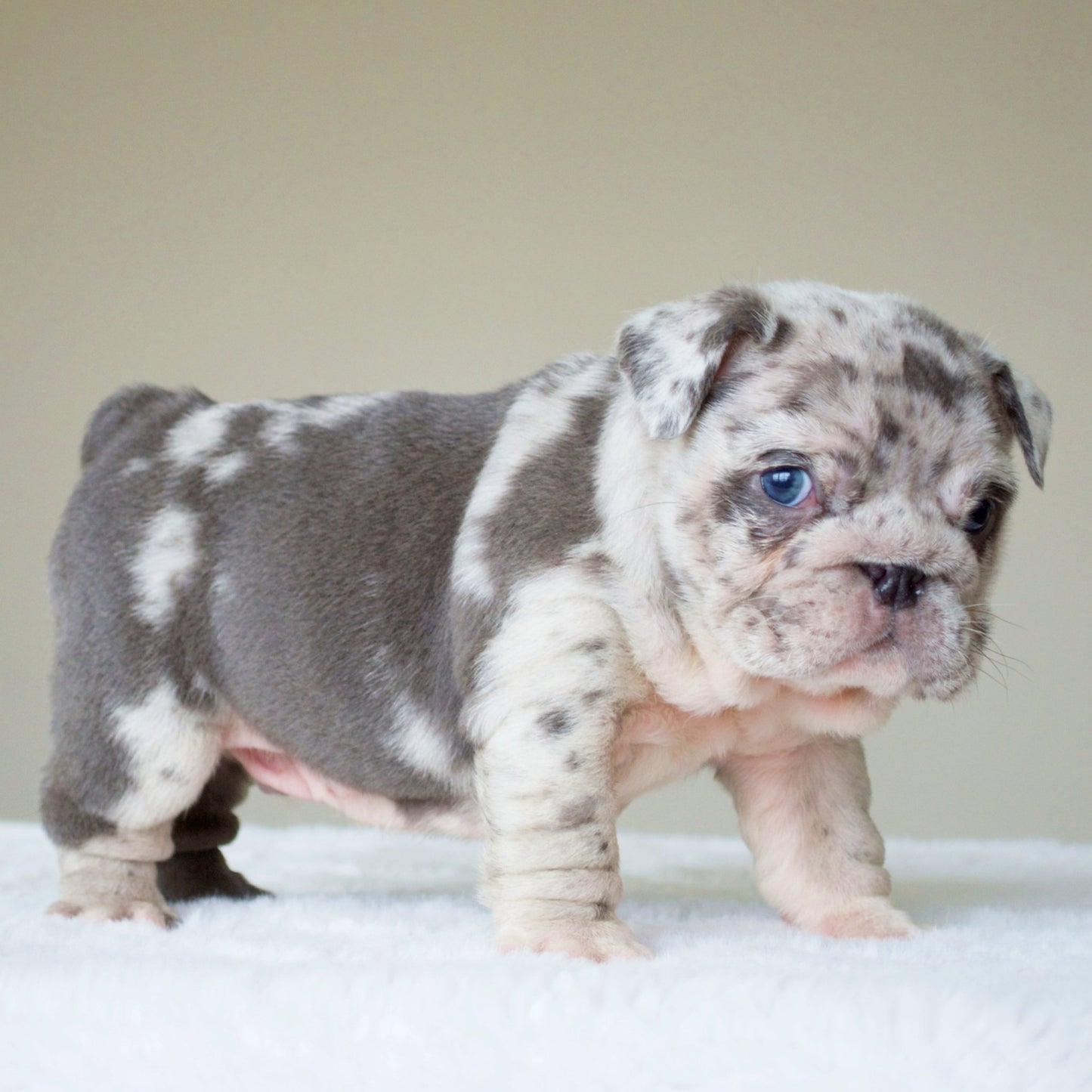 ANDRE (BOY) - WB English Bulldogs