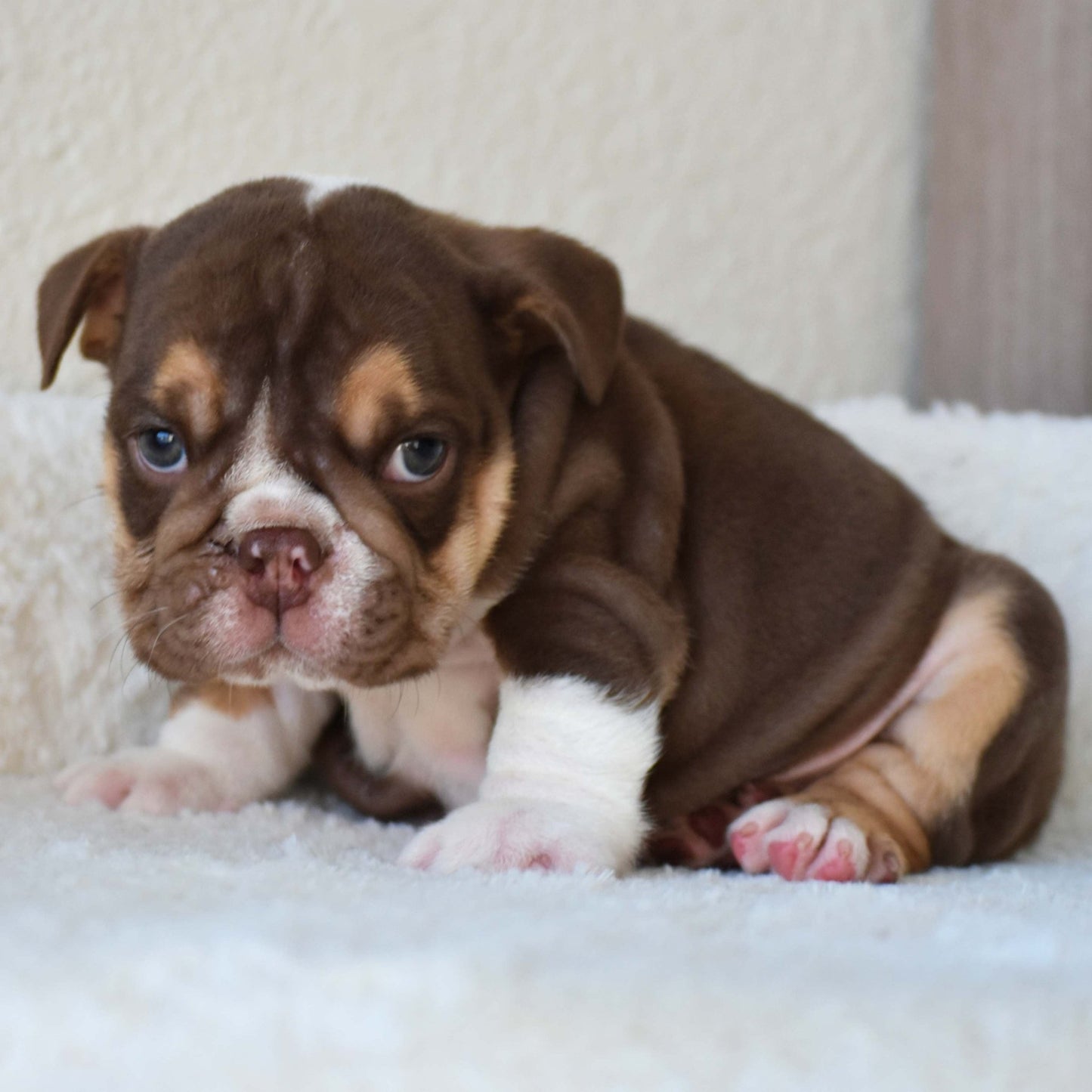 BOURBON (Boy) - WB English Bulldogs