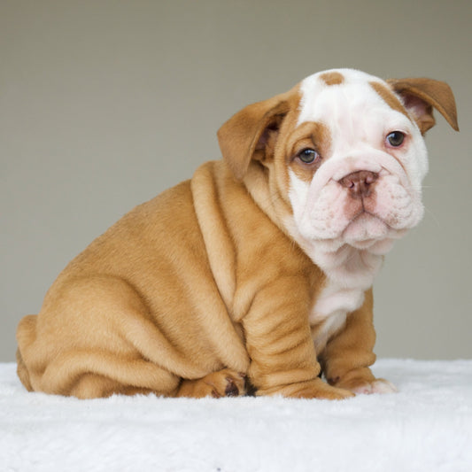 BRICK (BOY) - WB English Bulldogs