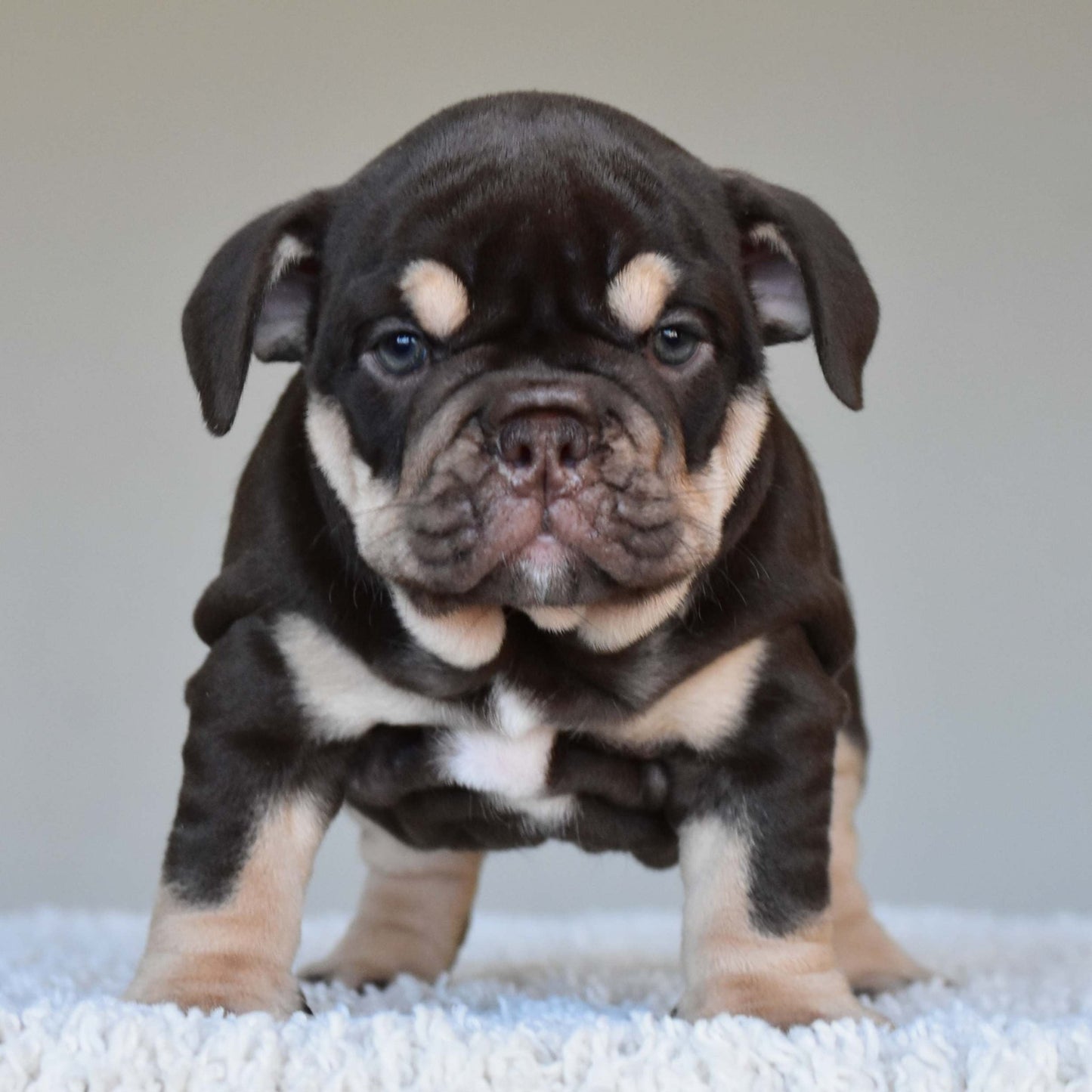COCO (Girl) - WB English Bulldogs