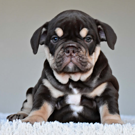 COCO (Girl) - WB English Bulldogs