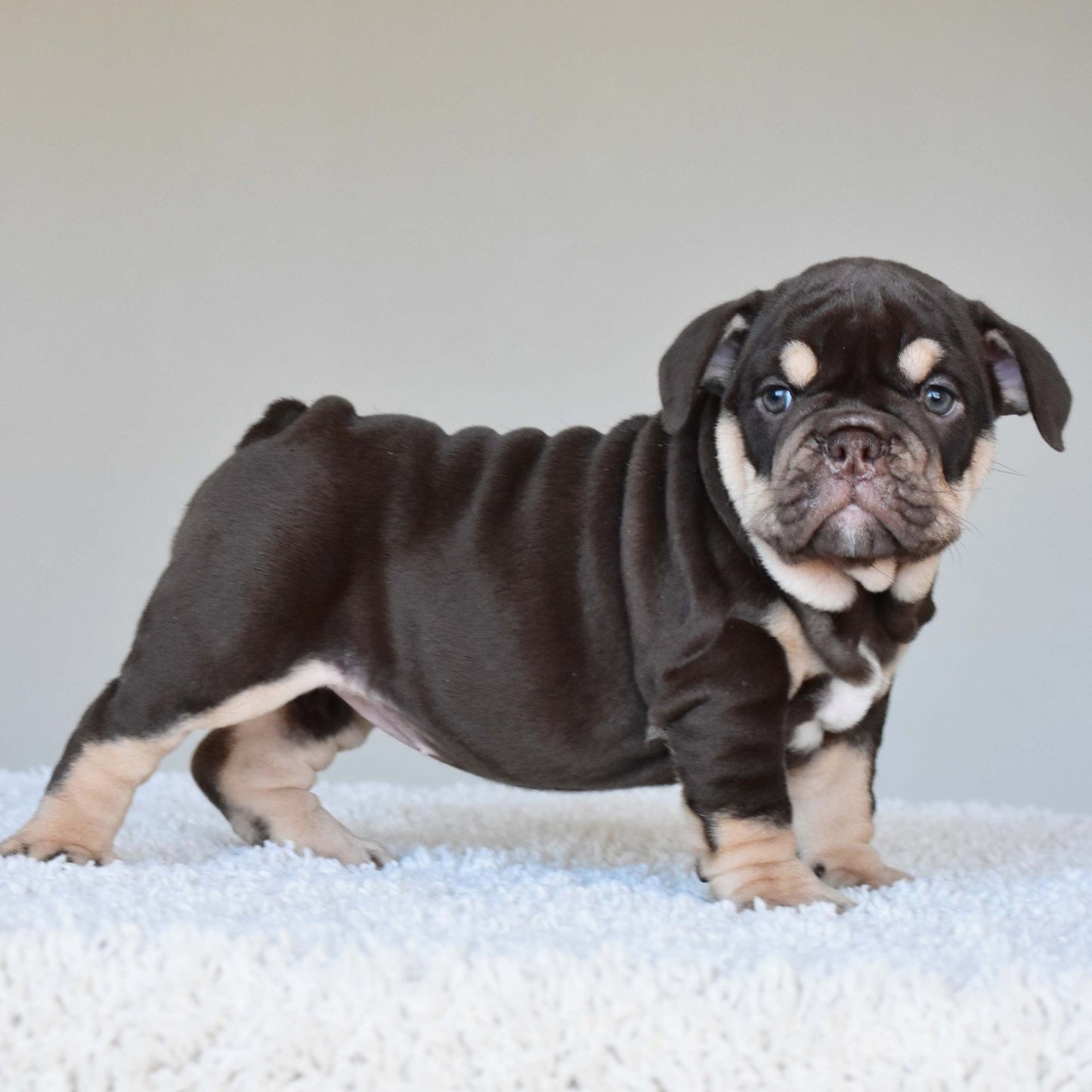 COCO (Girl) - WB English Bulldogs