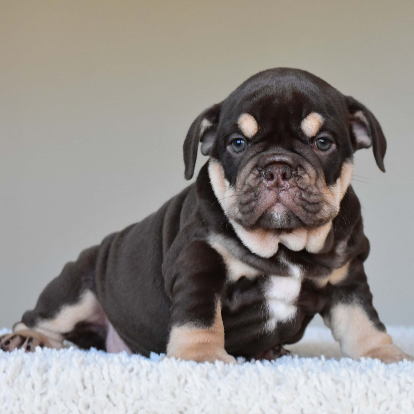 COCO (Girl) - WB English Bulldogs