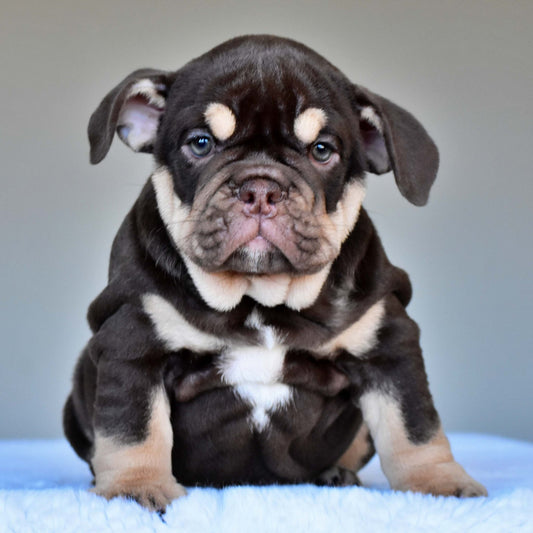 COCO (Girl) - WB English Bulldogs