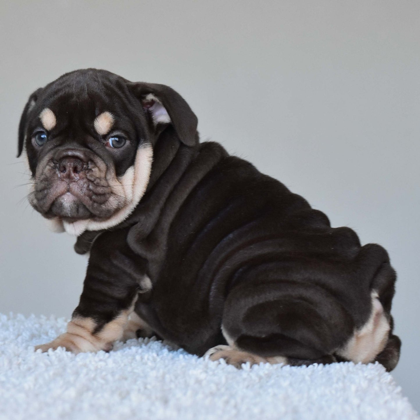 COCO (Girl) - WB English Bulldogs