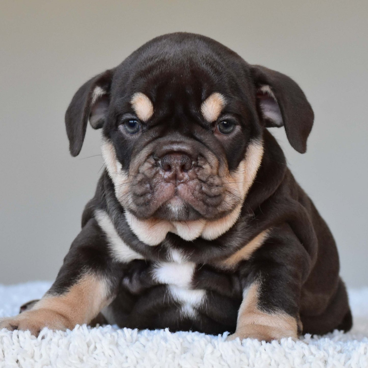 COCO (Girl) - WB English Bulldogs