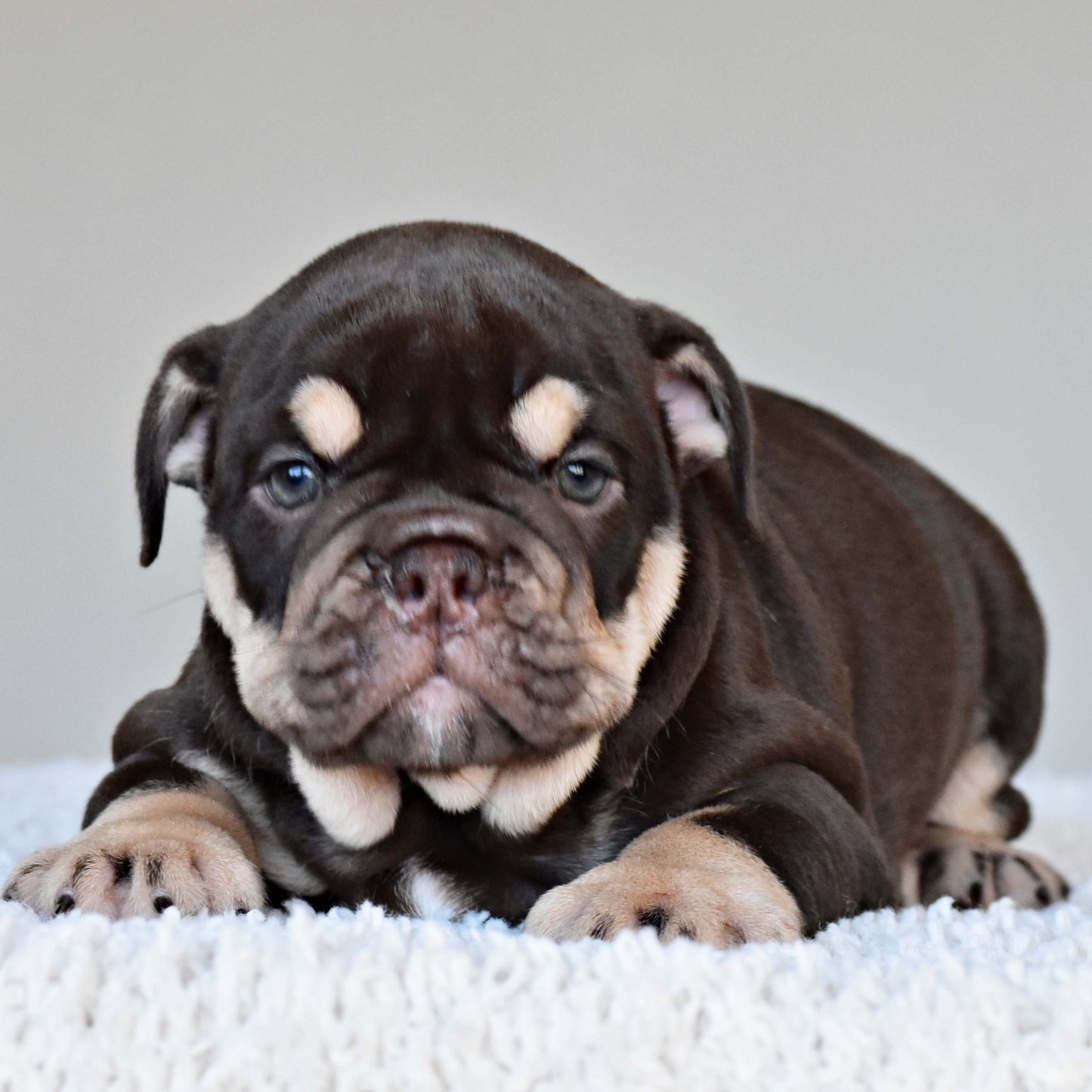 COCO (Girl) - WB English Bulldogs