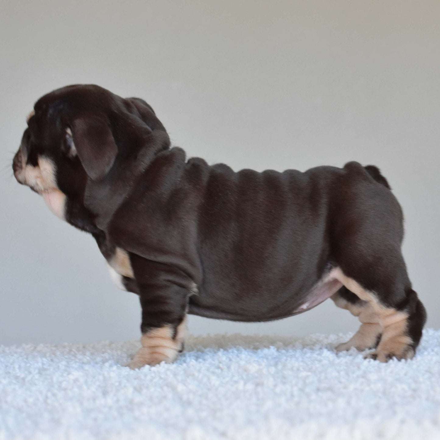 COCO (Girl) - WB English Bulldogs