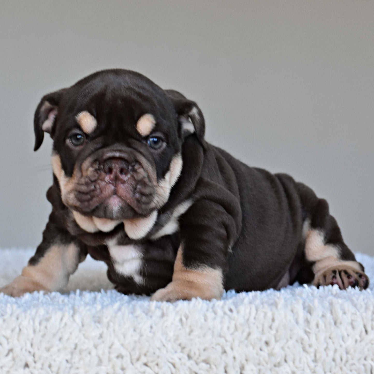 COCO (Girl) - WB English Bulldogs