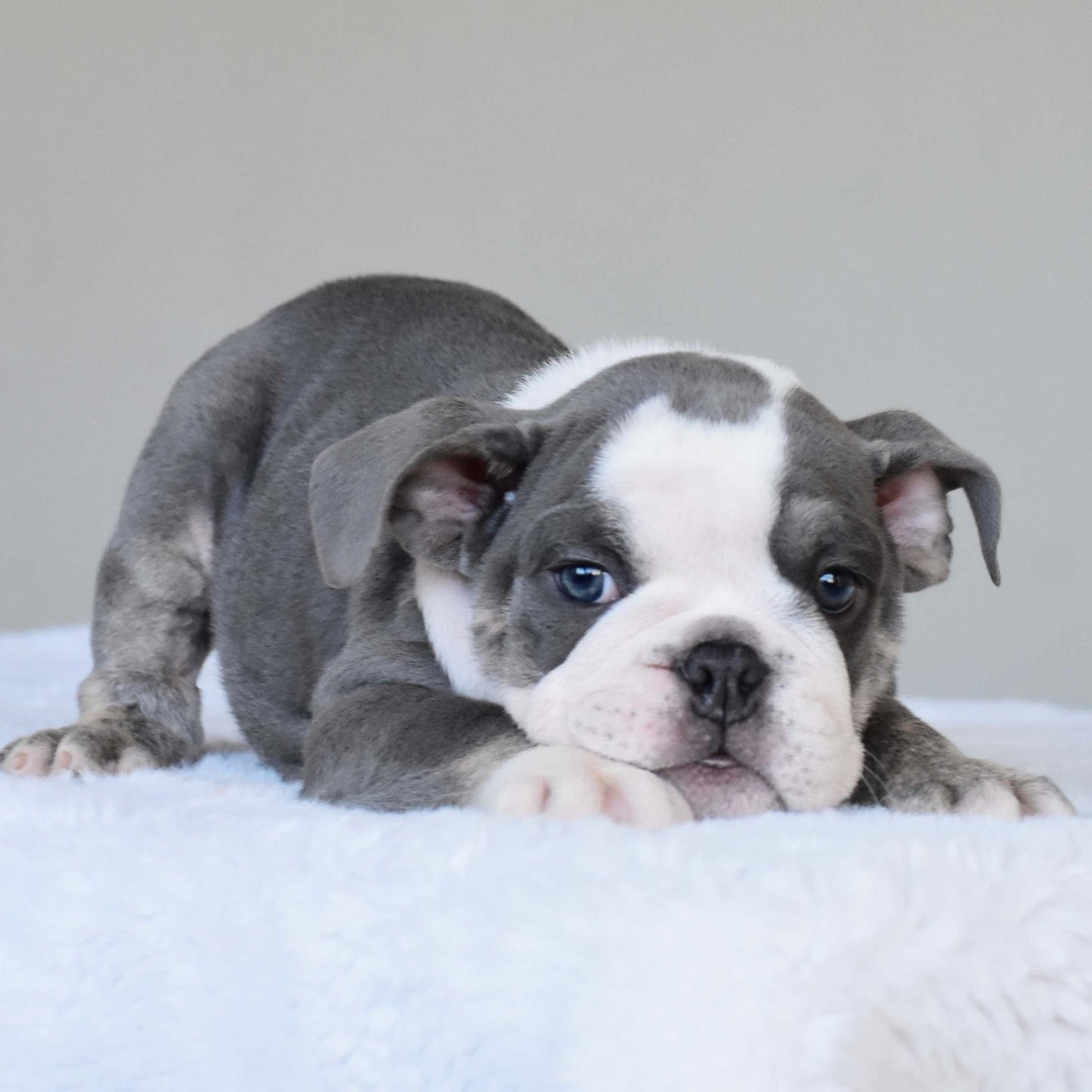 DALIAH (Girl) - WB English Bulldogs