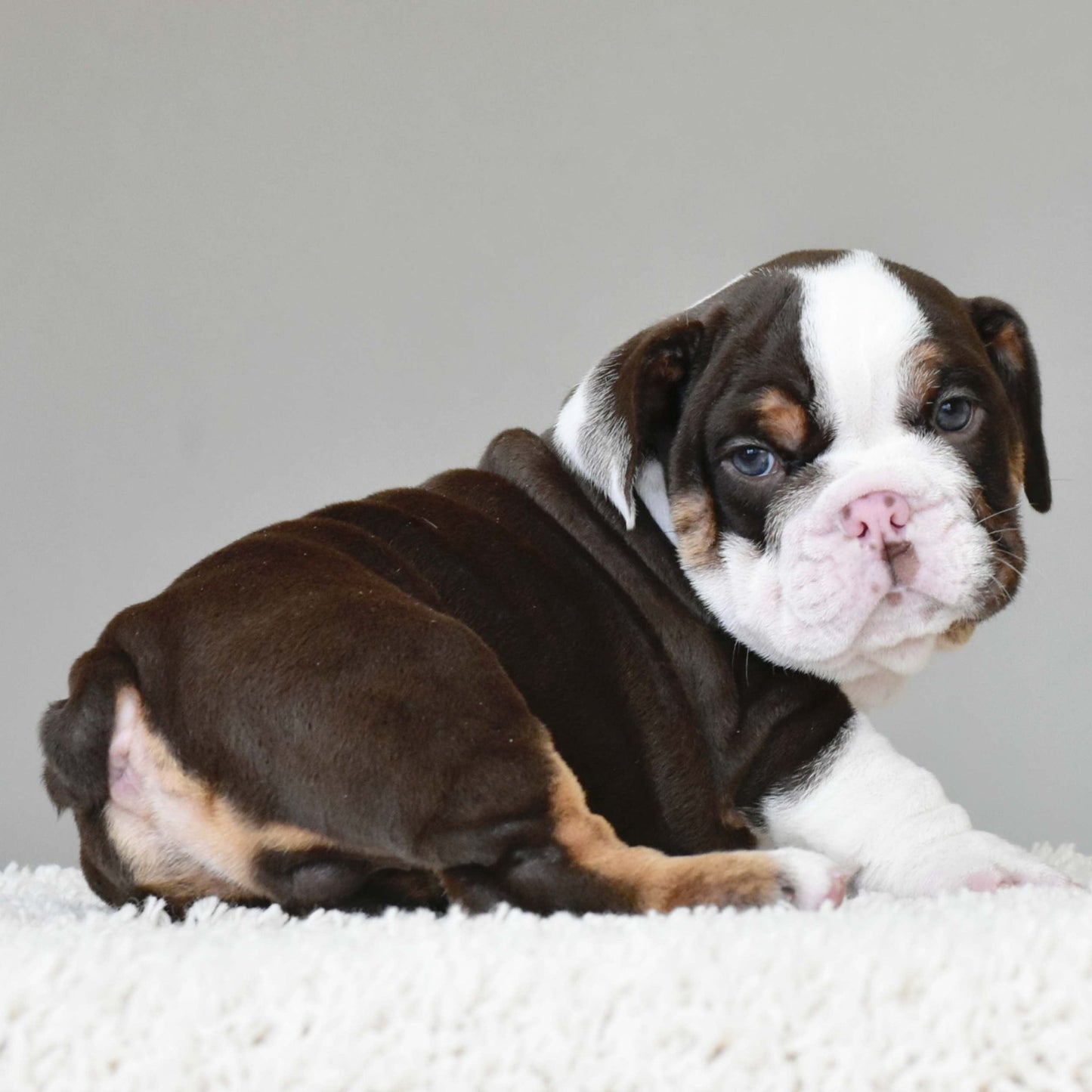 DINO (Boy) - WB English Bulldogs