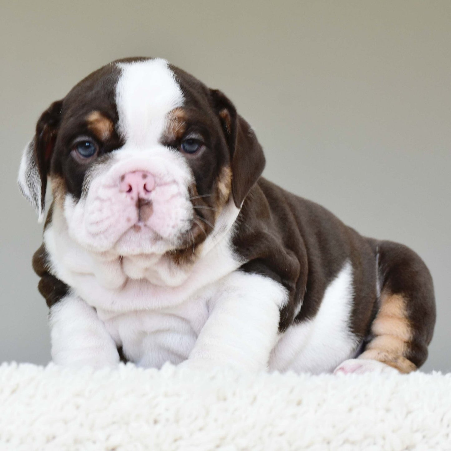 DINO (Boy) - WB English Bulldogs