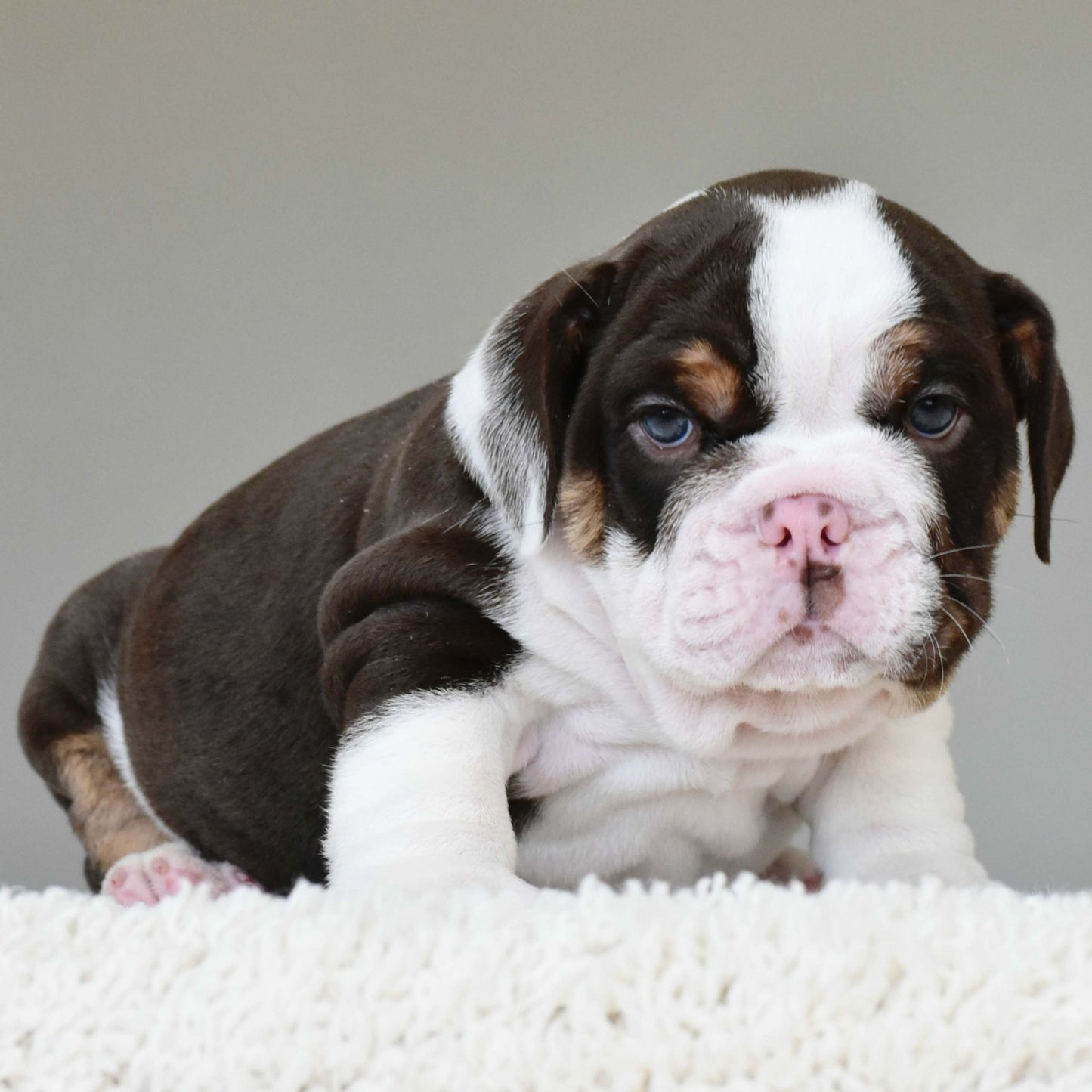DINO (Boy) - WB English Bulldogs