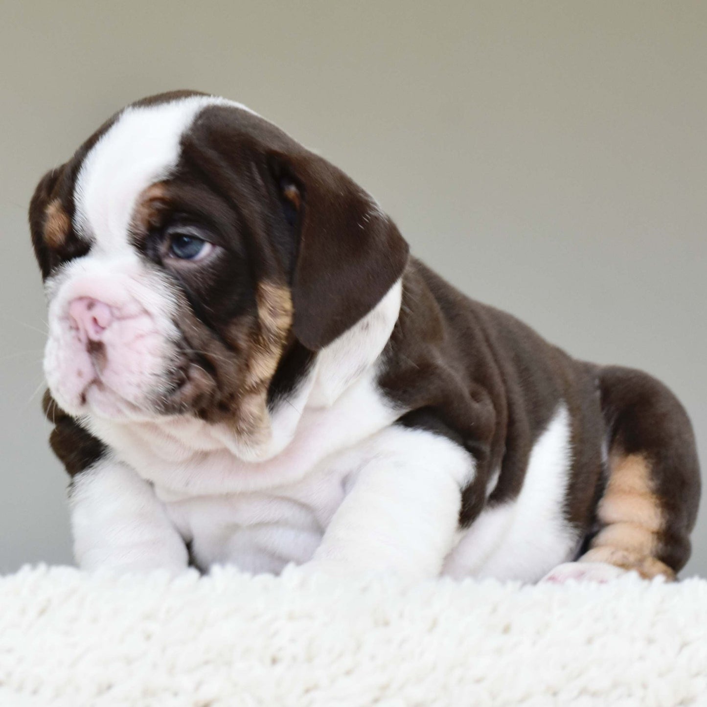 DINO (Boy) - WB English Bulldogs