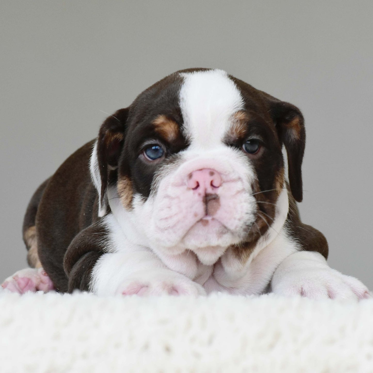 DINO (Boy) - WB English Bulldogs