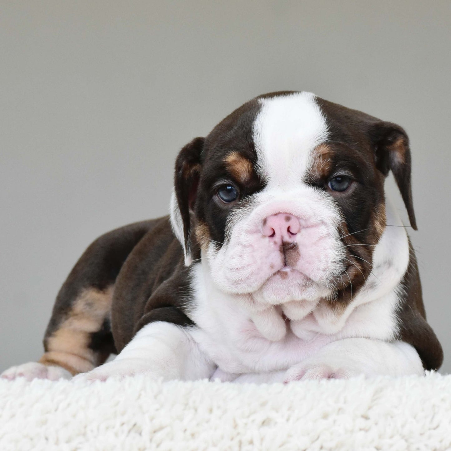 DINO (Boy) - WB English Bulldogs