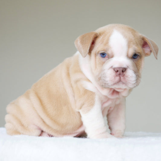 GIGI (Girl) - WB English Bulldogs