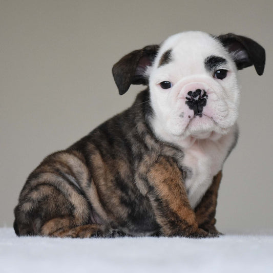 HANK (BOY) - WB English Bulldogs