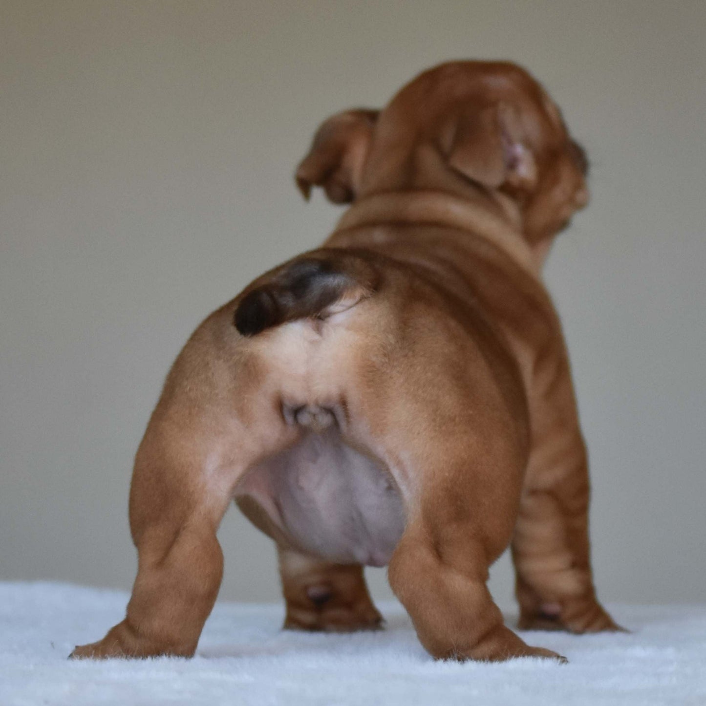 HAZEL (Girl) - WB English Bulldogs