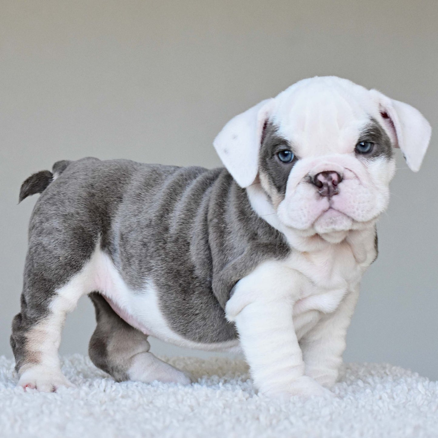 ISLA (Girl) - WB English Bulldogs
