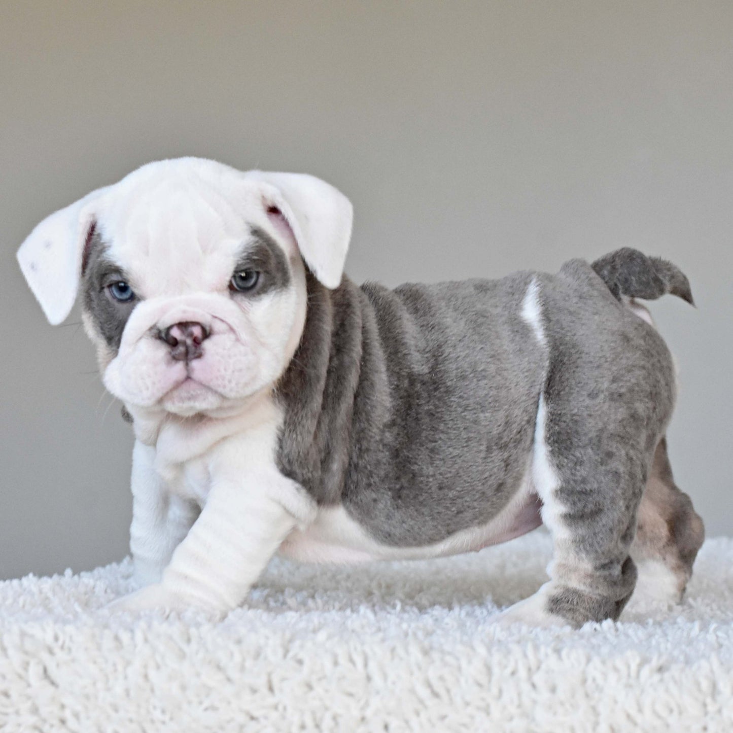 ISLA (Girl) - WB English Bulldogs