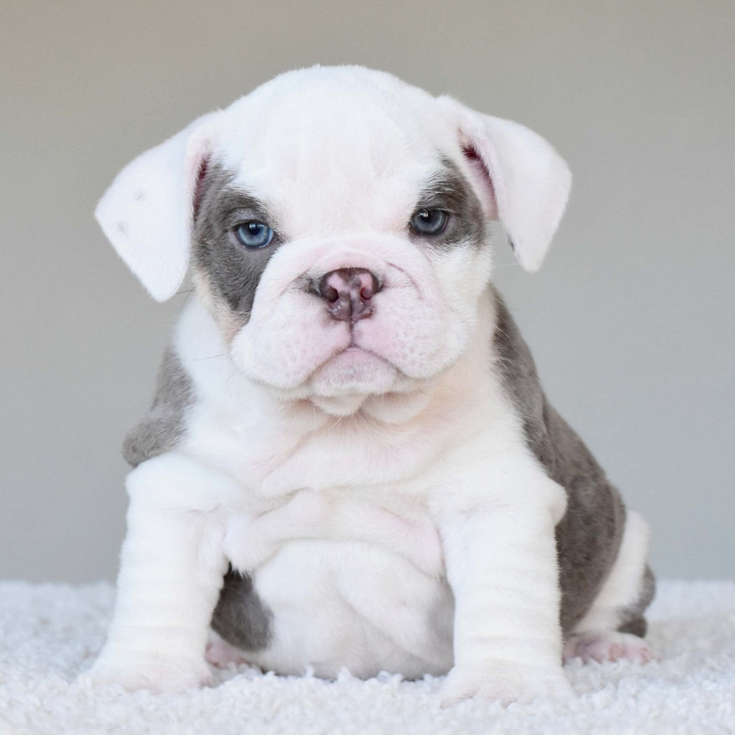 ISLA (Girl) - WB English Bulldogs