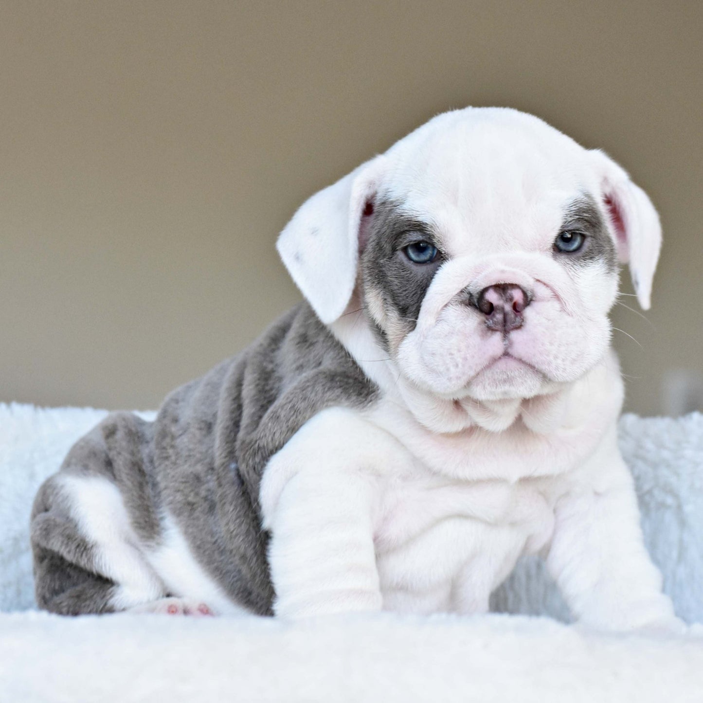 ISLA (Girl) - WB English Bulldogs