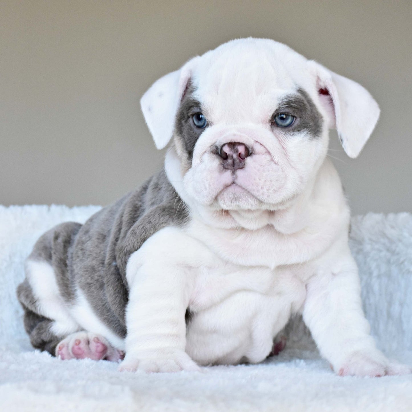 ISLA (Girl) - WB English Bulldogs
