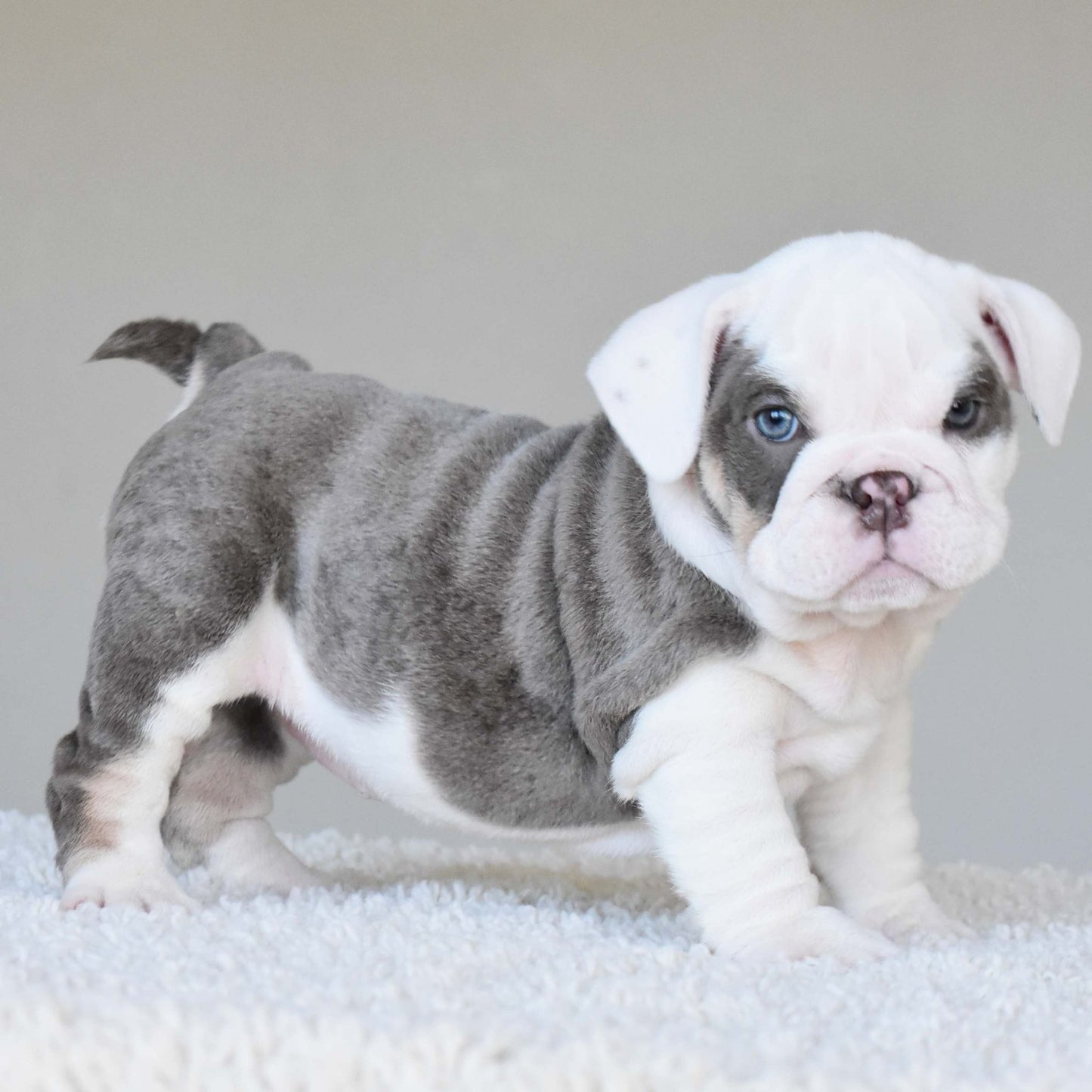 ISLA (Girl) - WB English Bulldogs