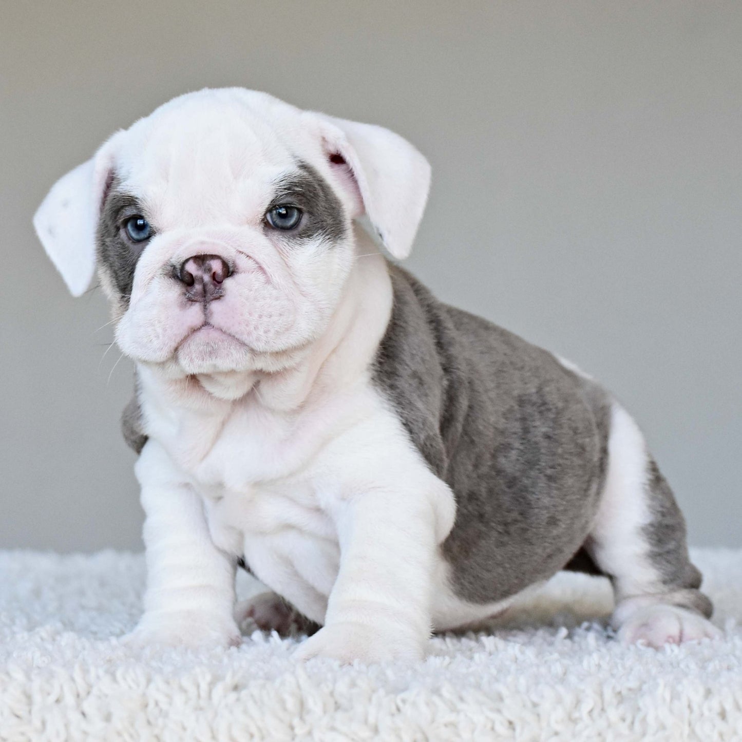 ISLA (Girl) - WB English Bulldogs