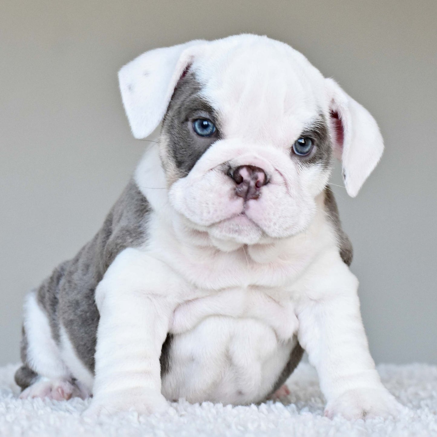 ISLA (Girl) - WB English Bulldogs
