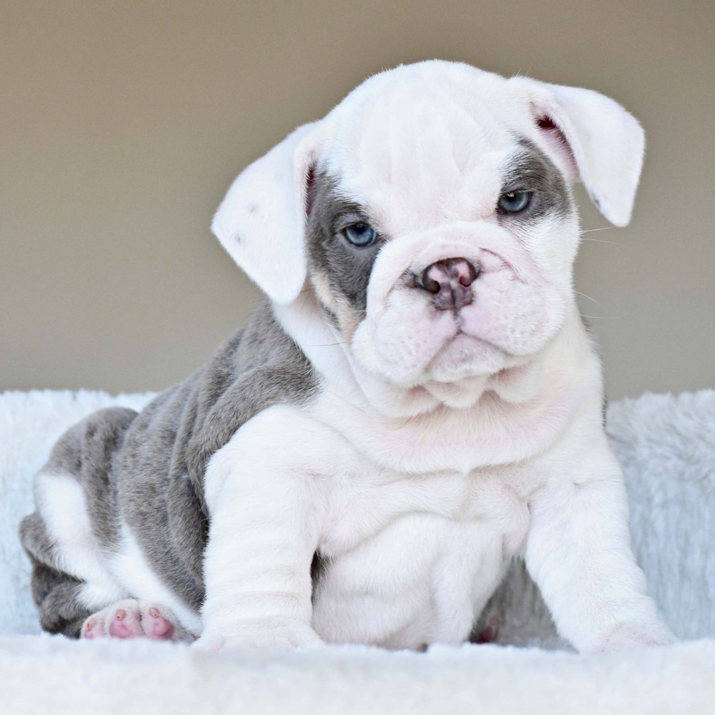 ISLA (Girl) - WB English Bulldogs