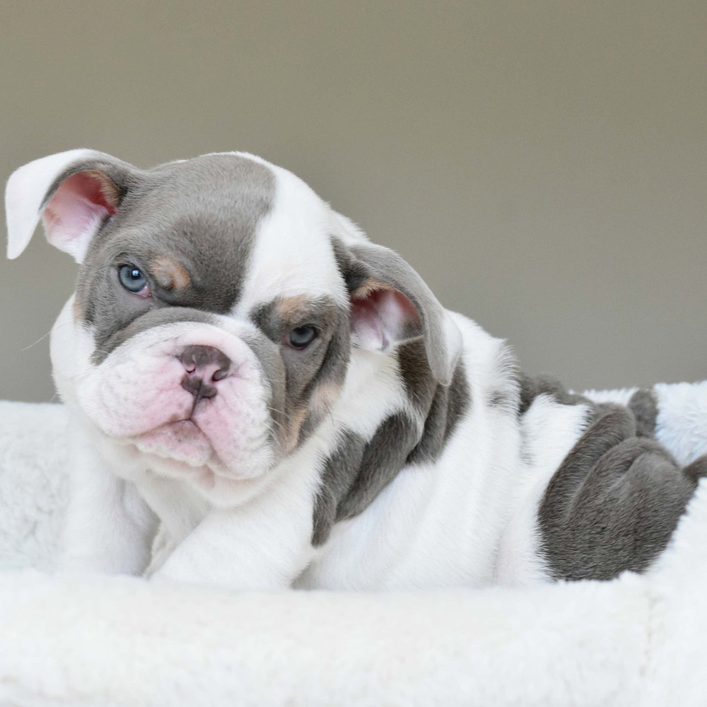 KASH (Boy) - WB English Bulldogs