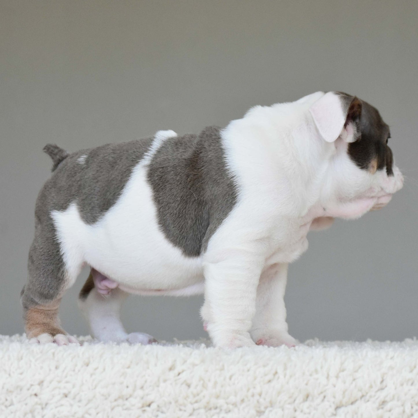 KASH (Boy) - WB English Bulldogs