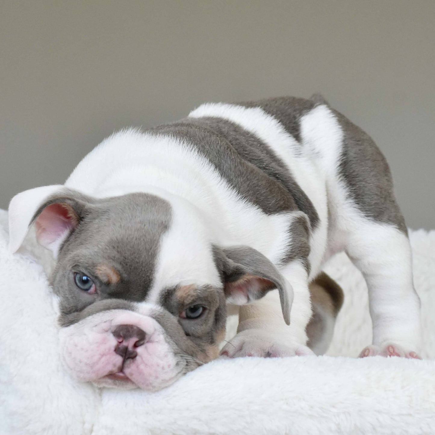 KASH (Boy) - WB English Bulldogs