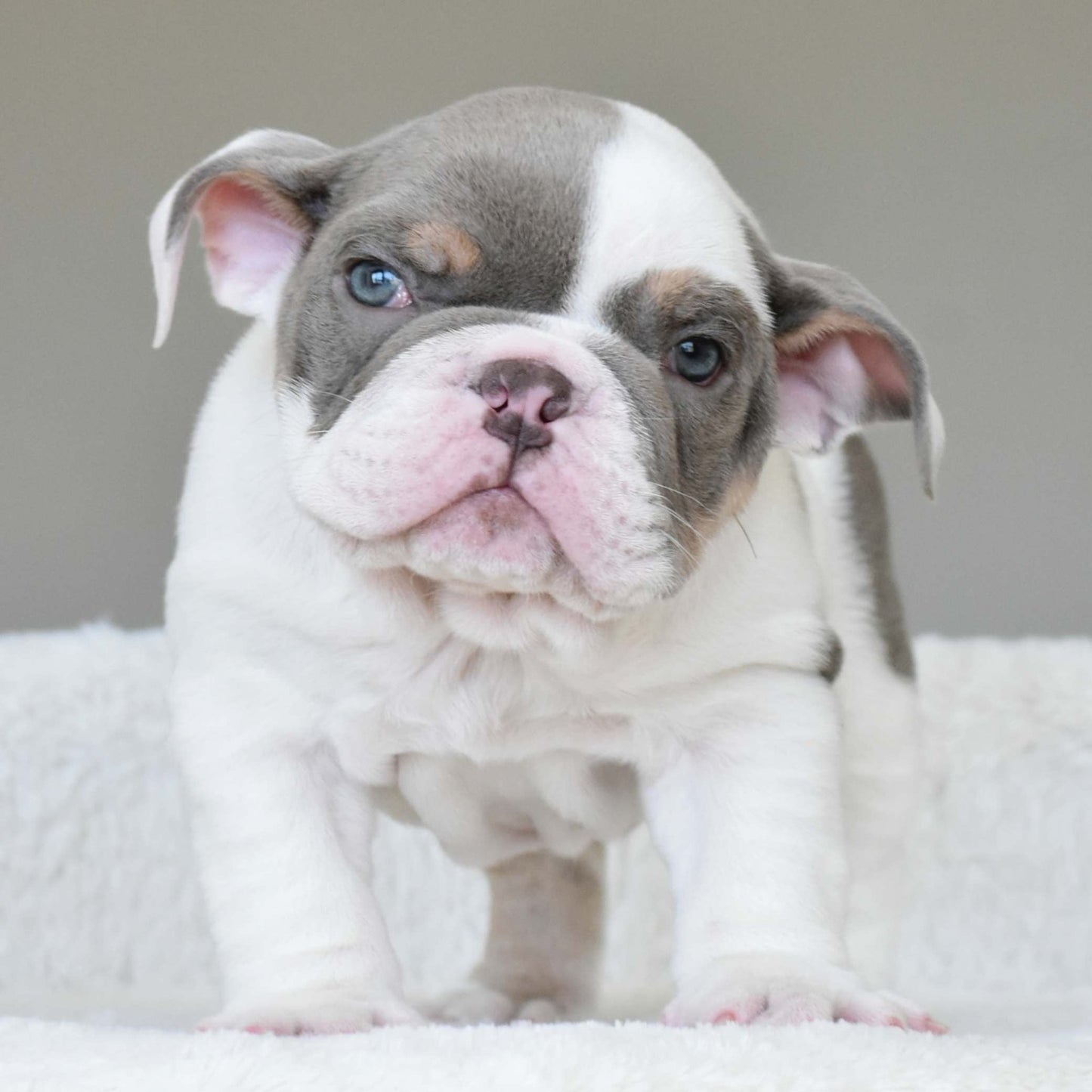 KASH (Boy) - WB English Bulldogs