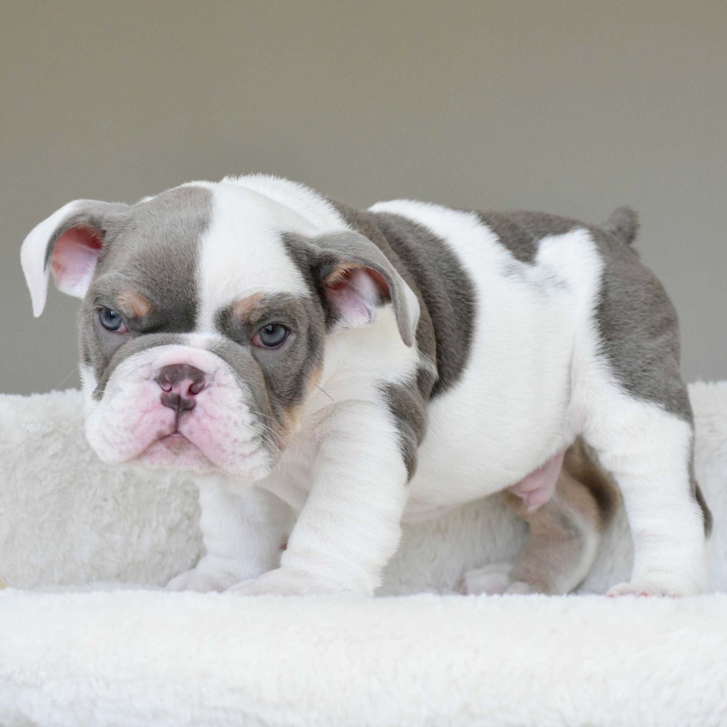 KASH (Boy) - WB English Bulldogs